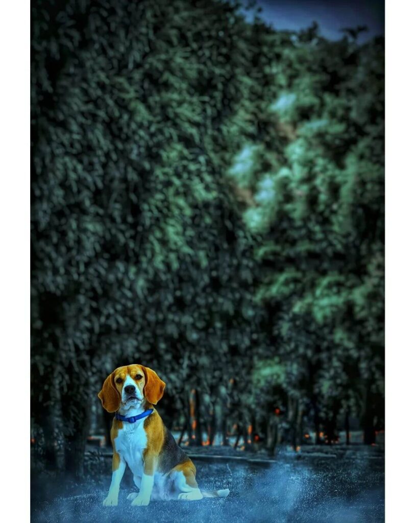 dog cb editing background images pic