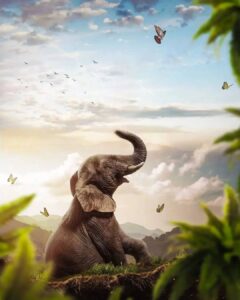 instagram elephant photo editing background full hd