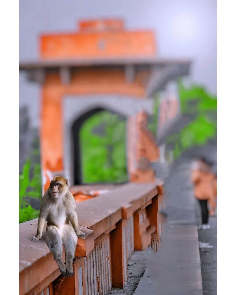 monkey cb photo editing background full hd