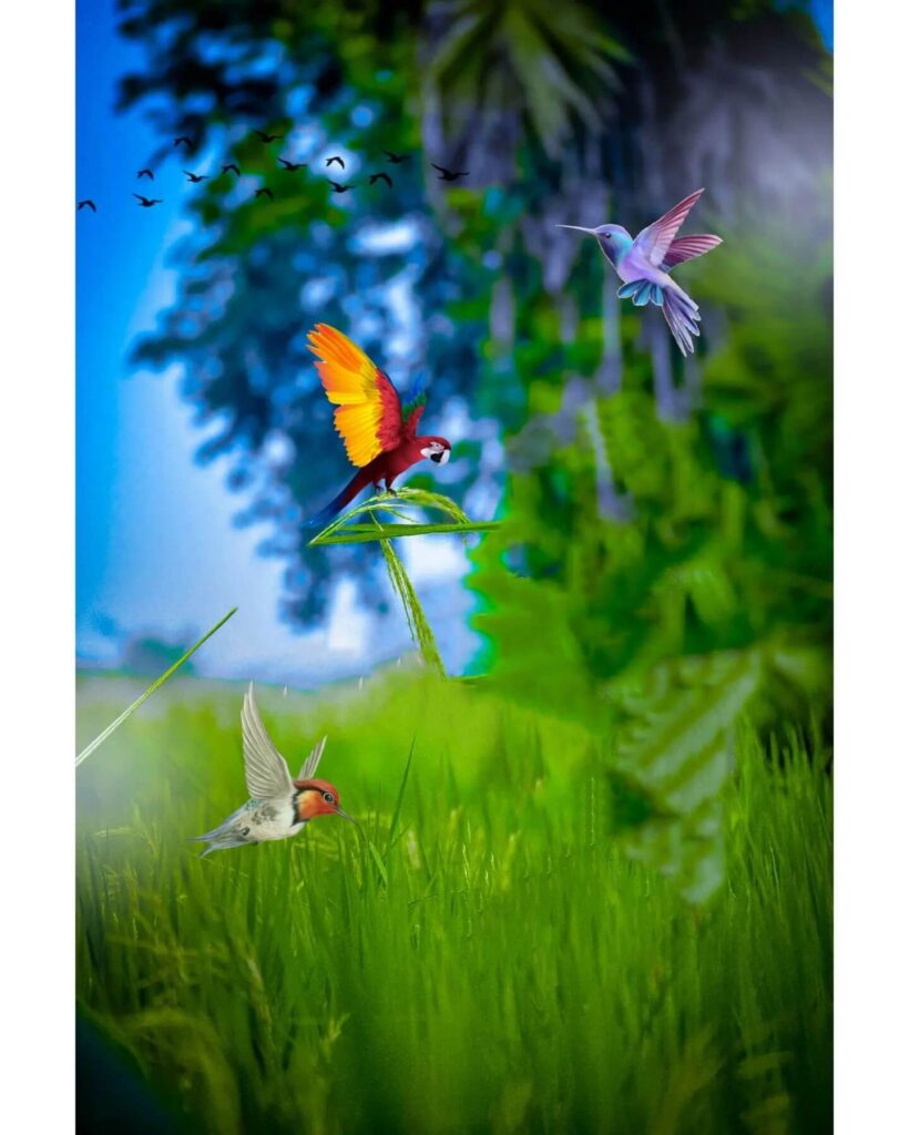 bird CB PicsArt Photo Editing Background Download