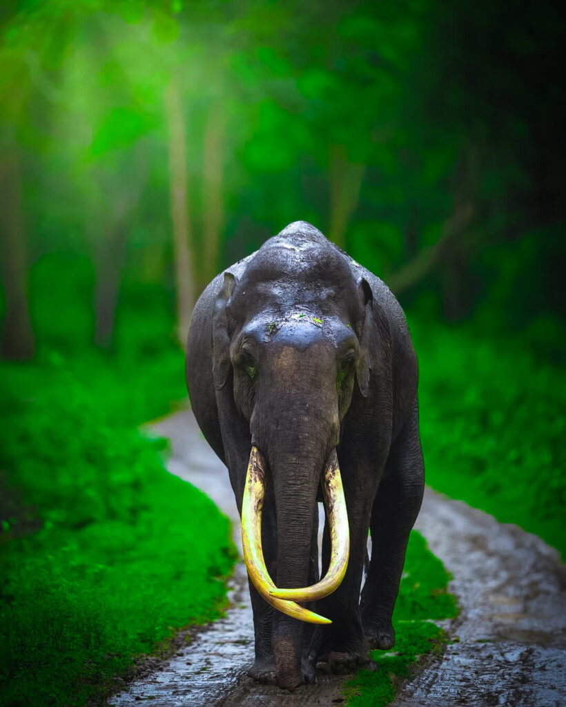 elephant cb background download