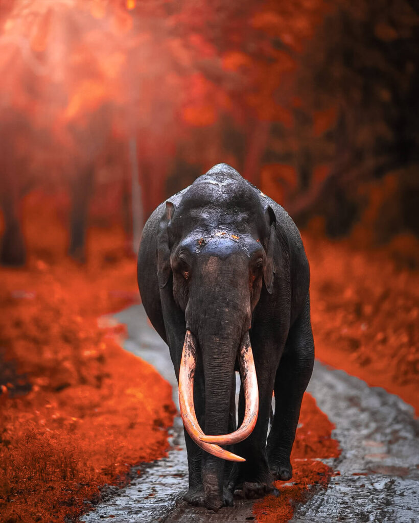 elephant cb background download full hd