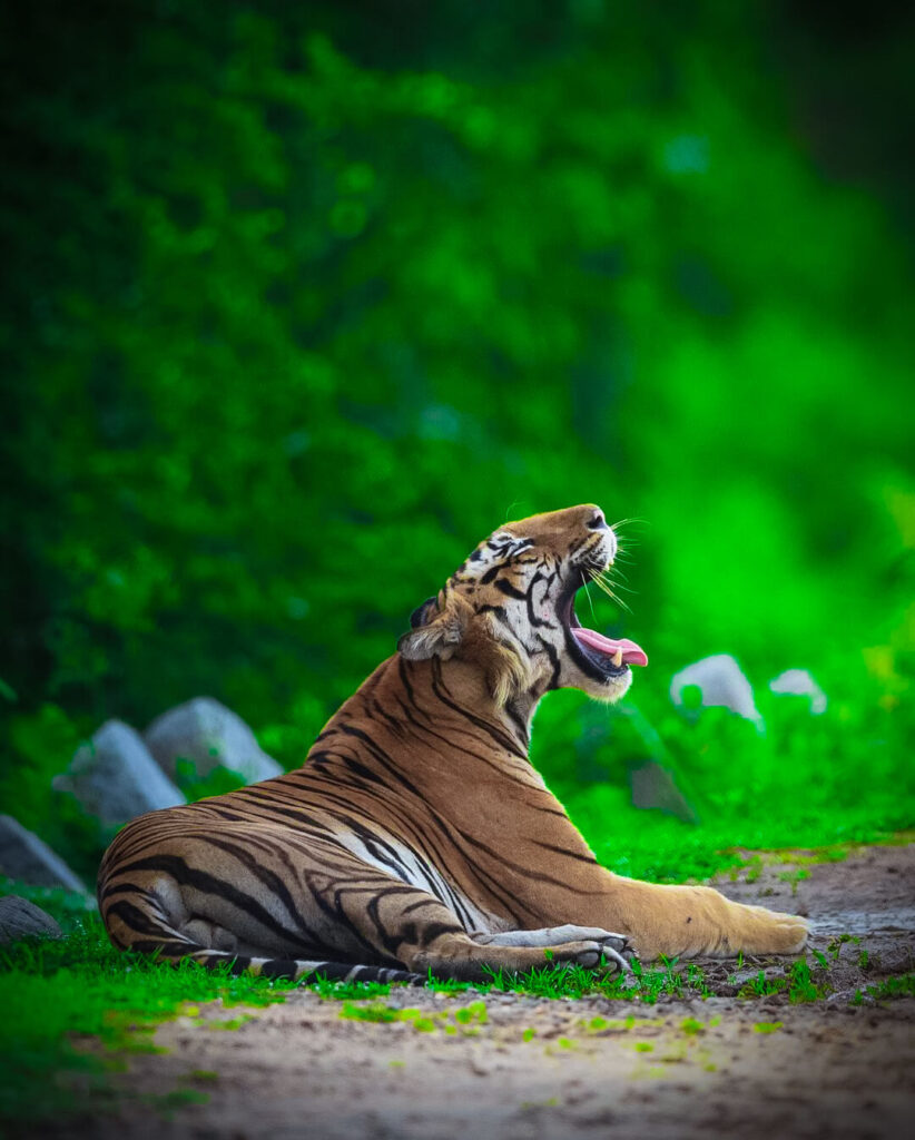 sitting tiger cb background download