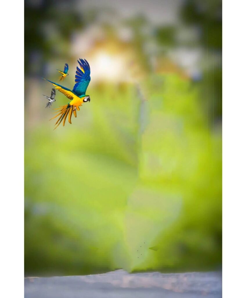 bird cb editing background download