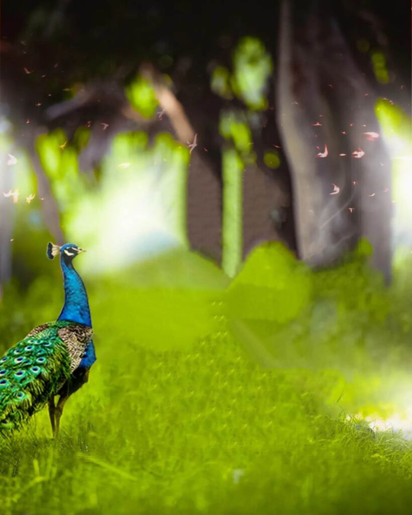 peacock cb editing background hd