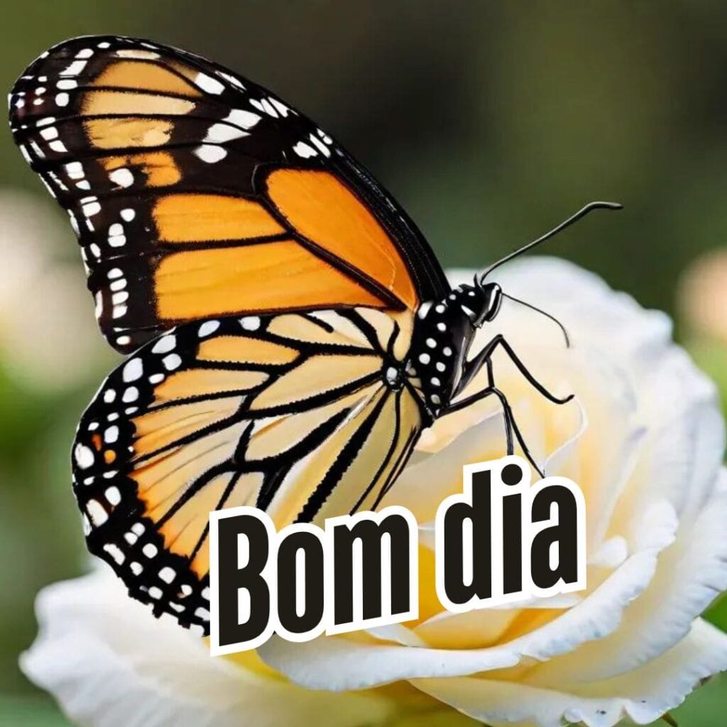 mensagens de bom dia para whatsapp com imagens lindas