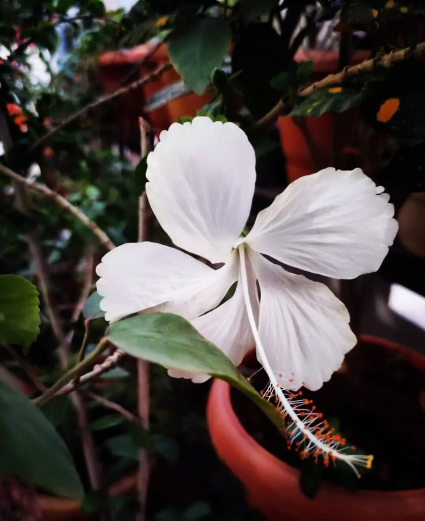 Hibiscus Background Wallpaper HD Download Backgroundlelos
