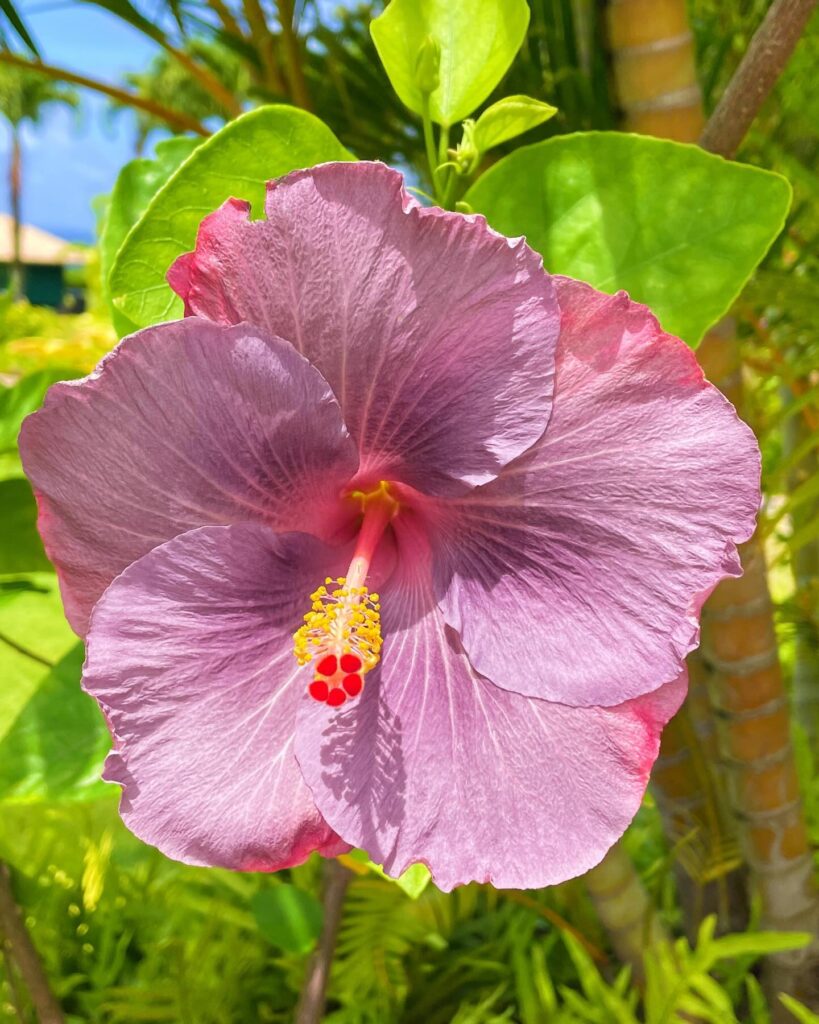 Hibiscus Background Wallpaper HD Download Backgroundlelos