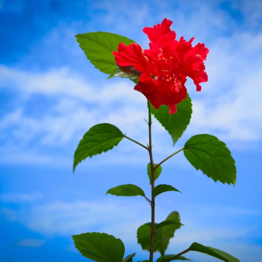 Hibiscus Background Wallpaper HD Download Backgroundlelos