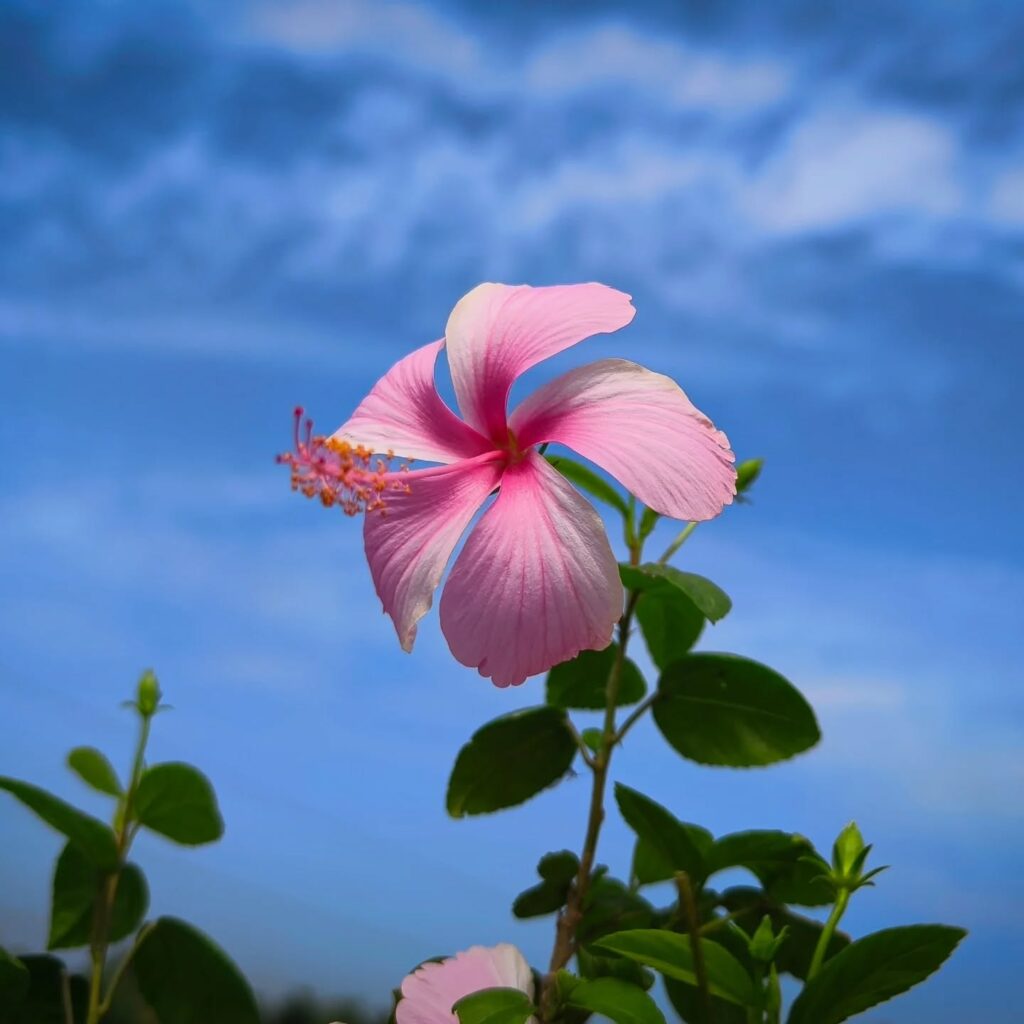 Hibiscus Background Wallpaper HD Download Backgroundlelos