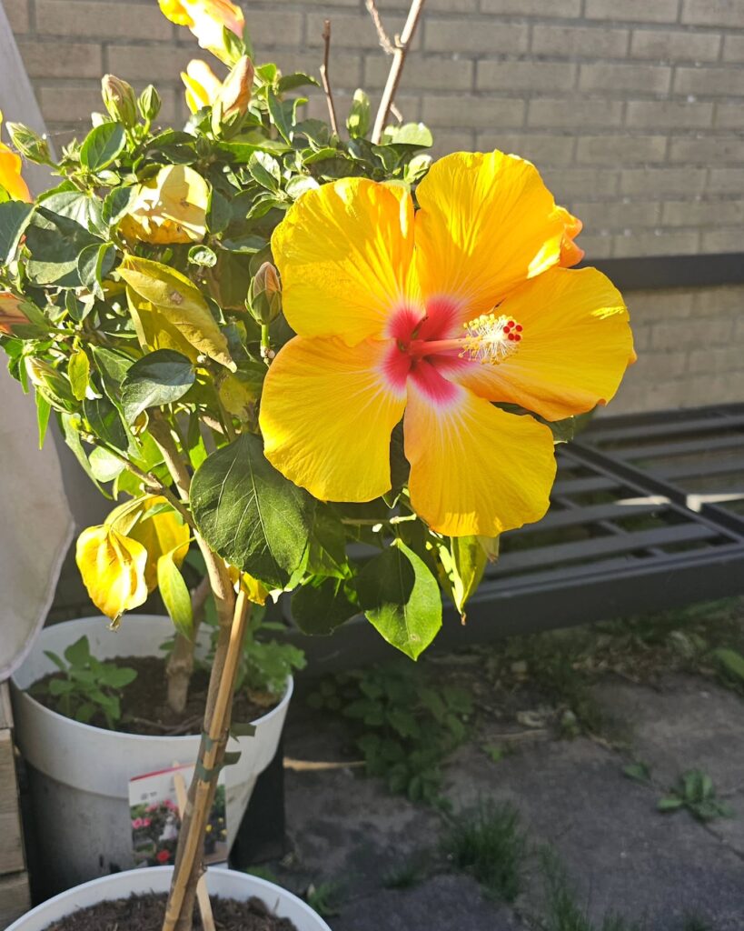 Hibiscus Background Wallpaper HD Download Backgroundlelos